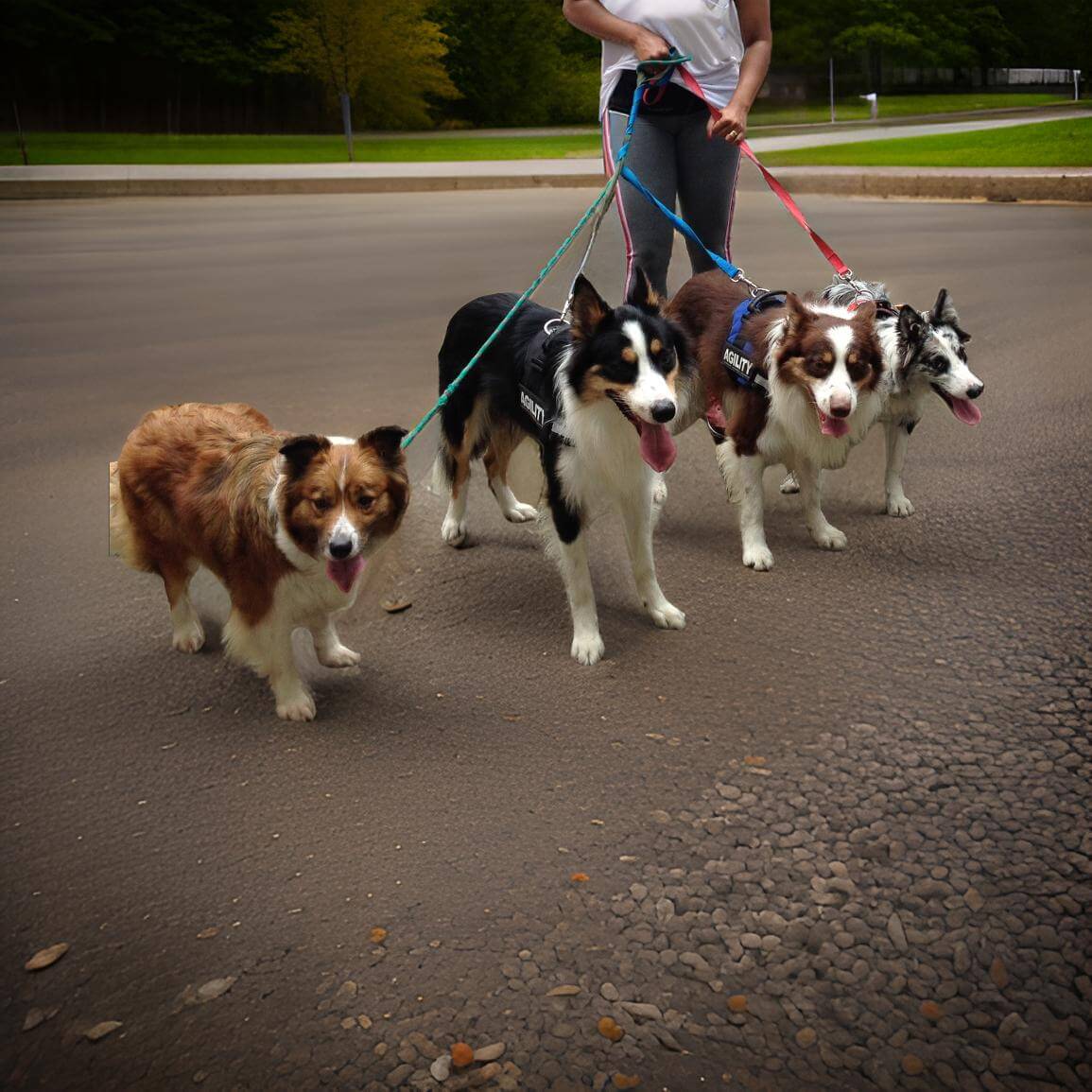 Dog Walker